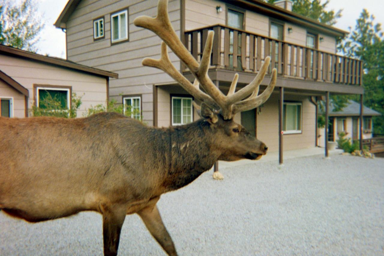 Skyline Cottages Estes Park Exteriör bild